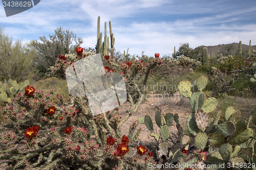 Image of Saguaro National Park, Arizona, USA