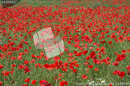 Image of Poppy Flowers