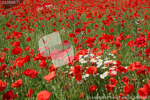 Image of Poppy Flowers