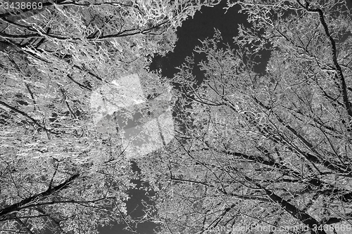 Image of Tree with snow, Black&White