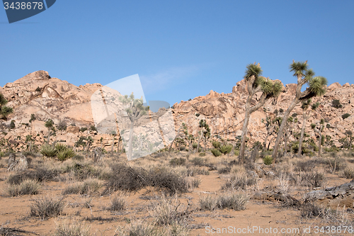 Image of Joshua Tree National Park, California, USA