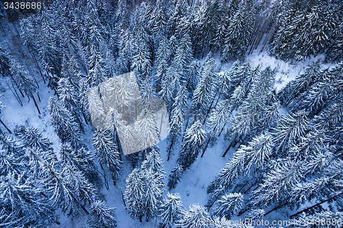 Image of Fir in Winter