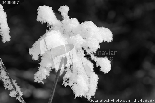 Image of Tree with snow, Black&White