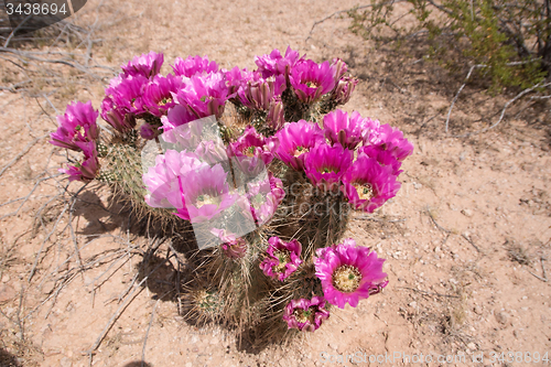 Image of Cactus at Organ Pipe Cactus N.M., Arizona, USA