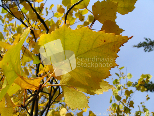 Image of Leaf