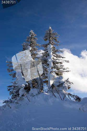 Image of Fir in Winter