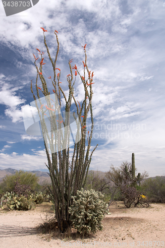 Image of Saguaro National Park, Arizona, USA