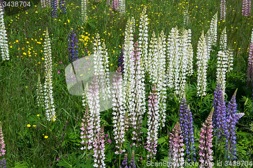 Image of Lupinus