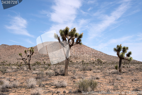 Image of Joshua Tree National Park, California, USA