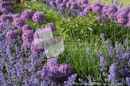 Image of Allium