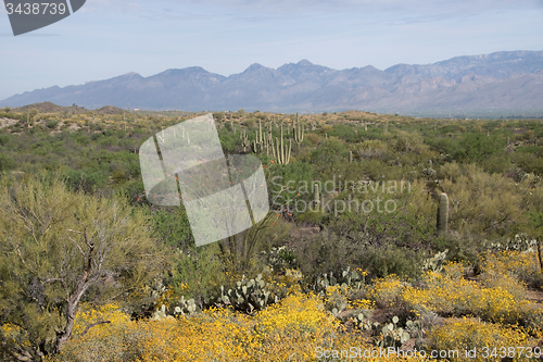 Image of Saguaro National Park, Arizona, USA