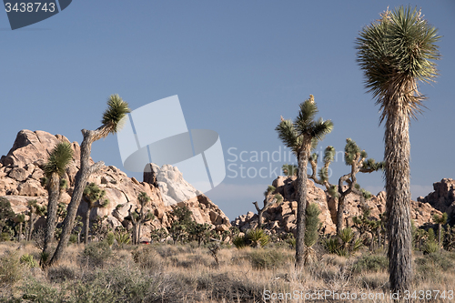 Image of Joshua Tree National Park, California, USA