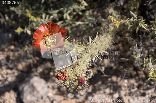 Image of Cactus at Organ Pipe Cactus N.M., Arizona, USA