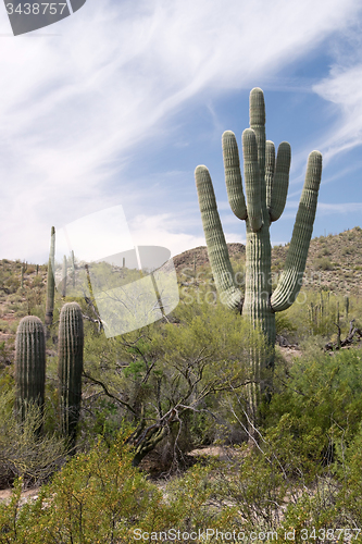 Image of Organ Pipe Cactus N.M., Arizona, USA