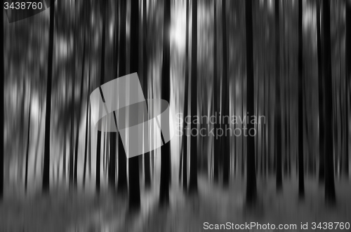 Image of Forest with Snow, Black&White