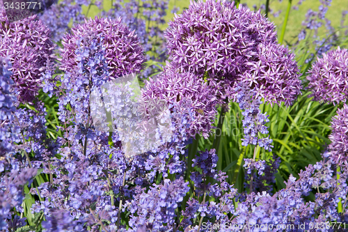 Image of Allium