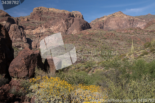 Image of Organ Pipe Cactus N.M., Arizona, USA