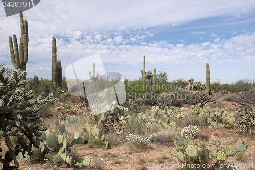 Image of Saguaro National Park, Arizona, USA