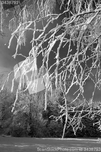 Image of Tree with snow, Black&White