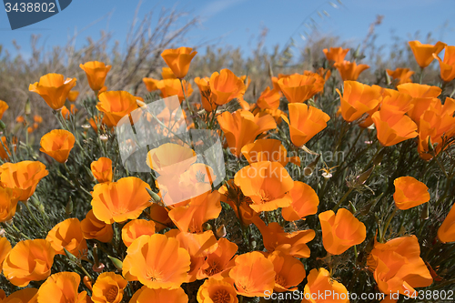 Image of Antelope Valley Poppy Reserve, California, USA