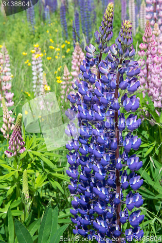 Image of Lupinus