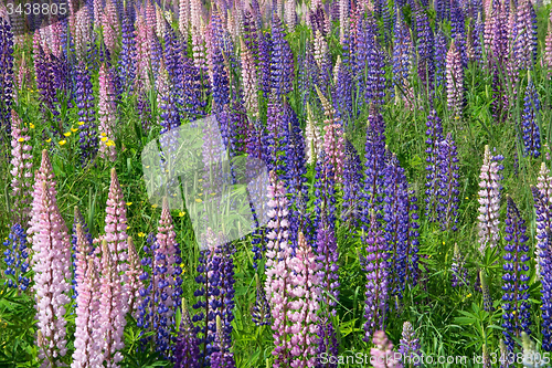 Image of Lupinus