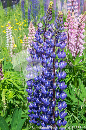 Image of Lupinus