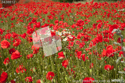 Image of Poppy Flowers