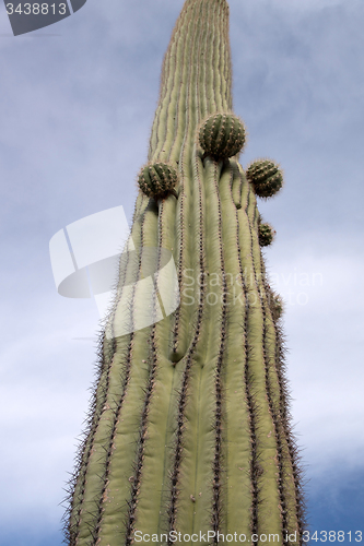 Image of Organ Pipe Cactus N.M., Arizona, USA