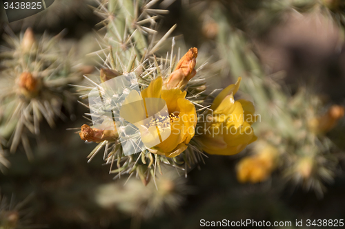 Image of Lost Dutchman State Park, Arizona, USA