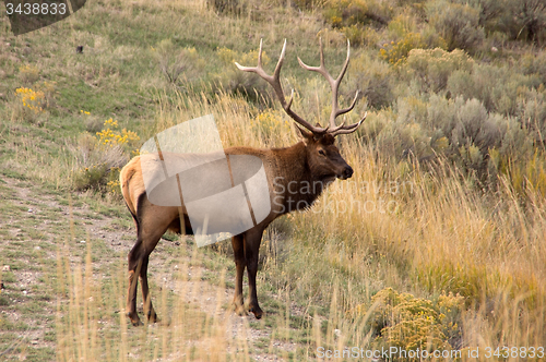 Image of Yellowstone National Park, USA