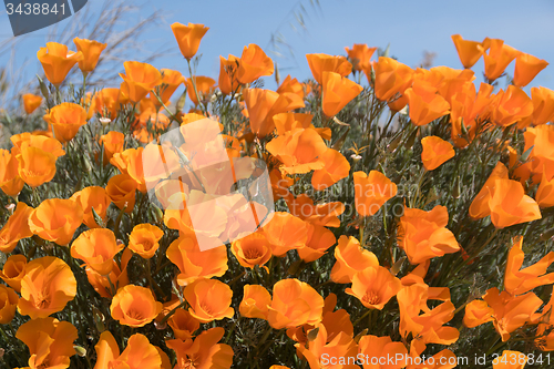 Image of Antelope Valley Poppy Reserve, California, USA