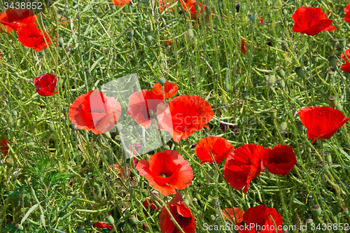 Image of Poppy Flowers