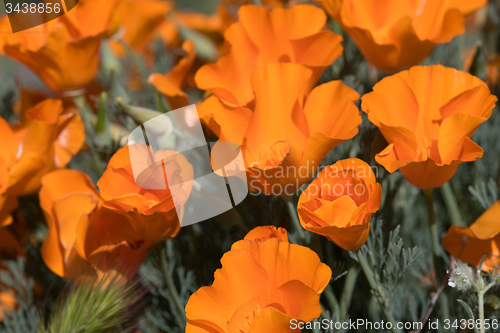 Image of Antelope Valley Poppy Reserve, California, USA