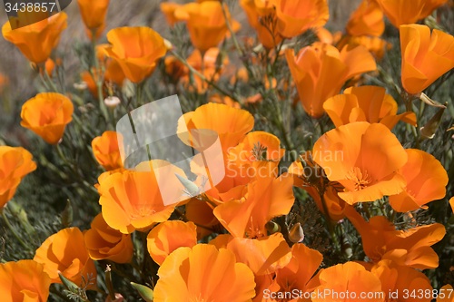 Image of Antelope Valley Poppy Reserve, California, USA