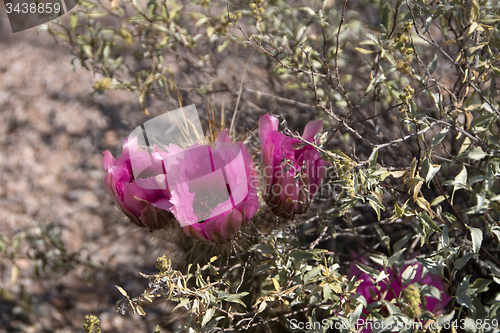 Image of Cactus at Organ Pipe Cactus N.M., Arizona, USA