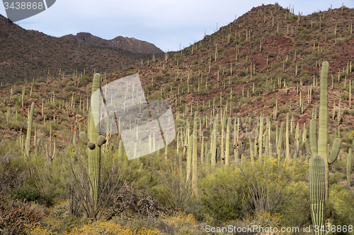 Image of Saguaro National Park, Arizona, USA