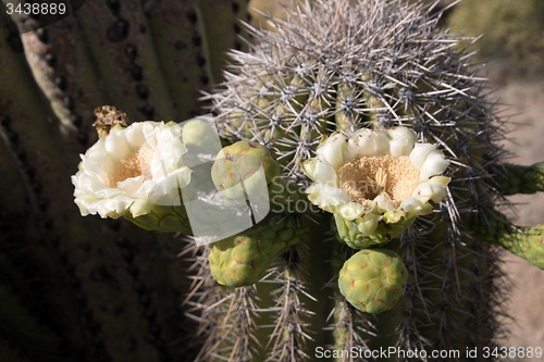 Image of Cactus at Saguaro National Park, Arizona, USA