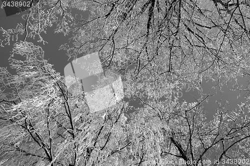 Image of Tree with snow, Black&White