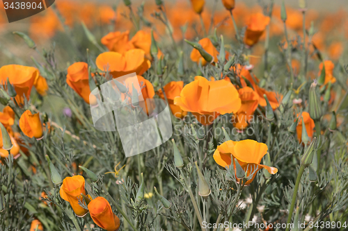 Image of Antelope Valley Poppy Reserve, California, USA