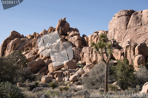 Image of Joshua Tree National Park, California, USA