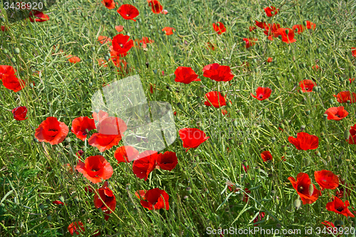 Image of Poppy Flowers