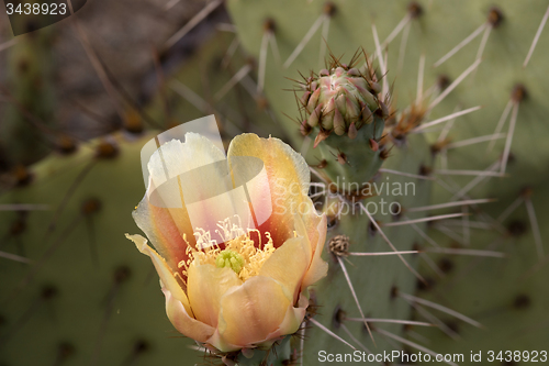 Image of Cactus at Saguaro National Park, Arizona, USA