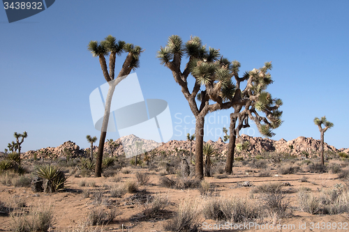 Image of Joshua Tree National Park, California, USA