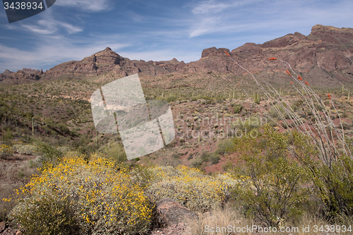 Image of Organ Pipe Cactus N.M., Arizona, USA