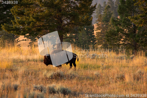 Image of Yellowstone National Park, USA