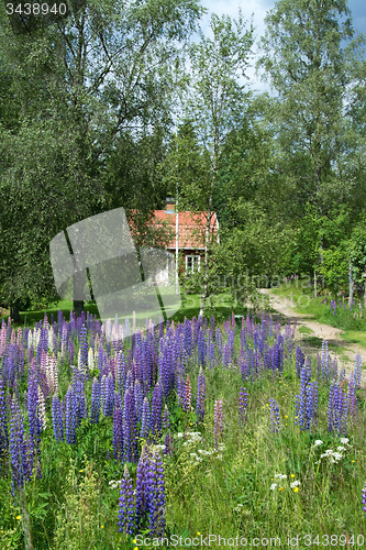Image of Lupinus