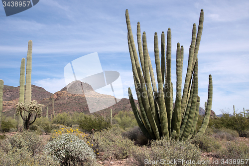 Image of Organ Pipe Cactus N.M., Arizona, USA