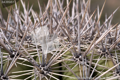 Image of Cactus at Saguaro National Park, Arizona, USA