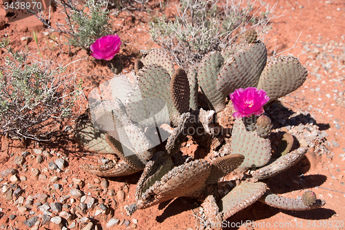 Image of Cactus Blossom, Valley of Fire, Nevada, USA